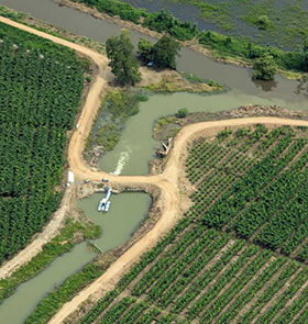 Banana Drainage, Valle del Polochic, Teleman, Guatemala