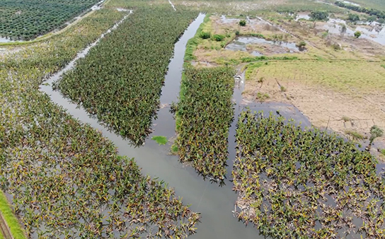 Banana Drainage