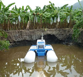 water banana palm growth